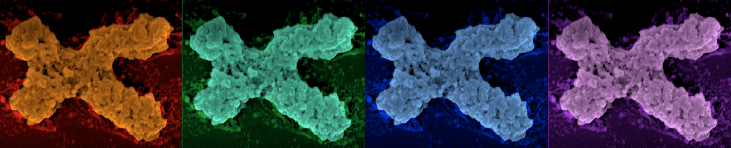 candacechromosomes